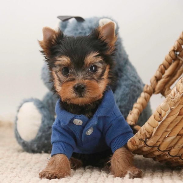 Yorkshire Terrier Puppy for Sale