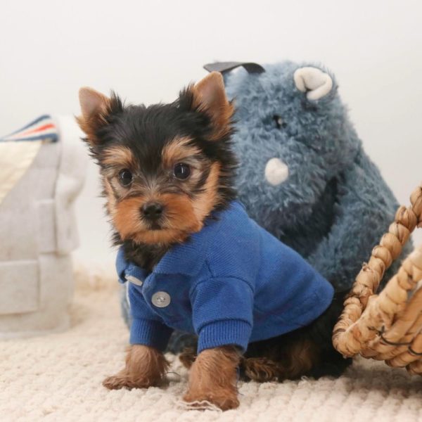 Yorkshire Terrier Puppy for Sale