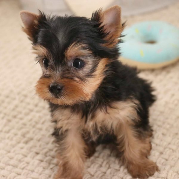 Yorkshire Terrier Puppy for Sale