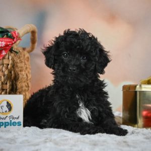 F1 Shihpoo Puppy for Sale