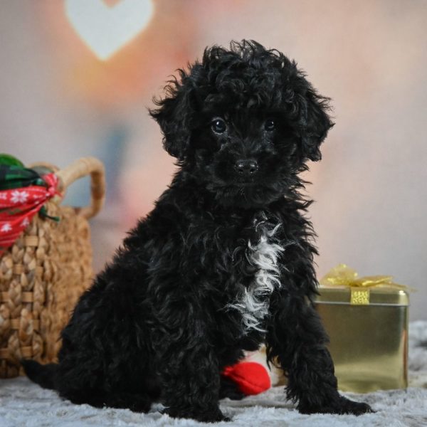 F1 Shihpoo Puppy for Sale