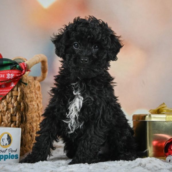 F1 Shihpoo Puppy for Sale