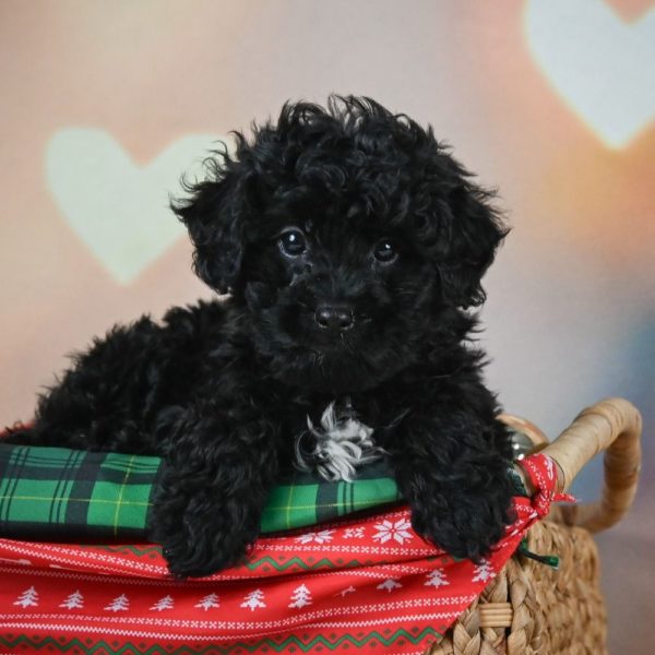 F1 Shihpoo Puppy for Sale