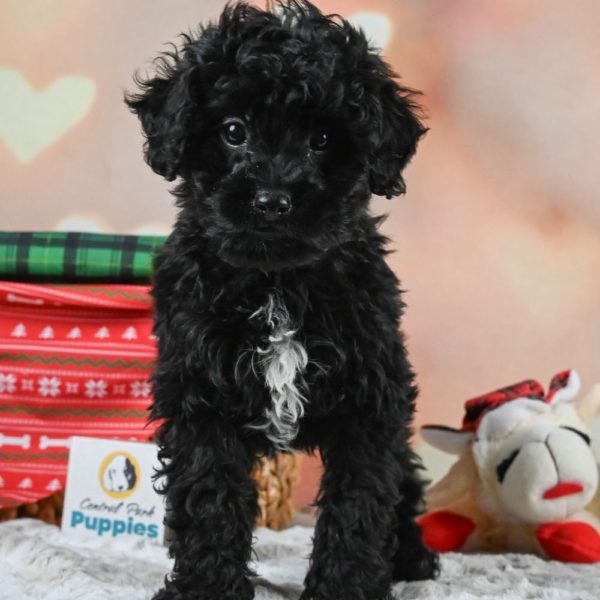 F1 Shihpoo Puppy for Sale