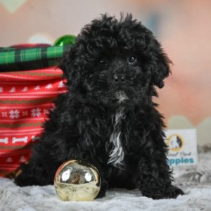 Shihpoo Puppy for Sale