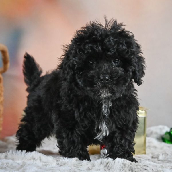 Shihpoo Puppy for Sale