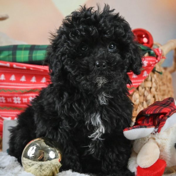 Shihpoo Puppy for Sale