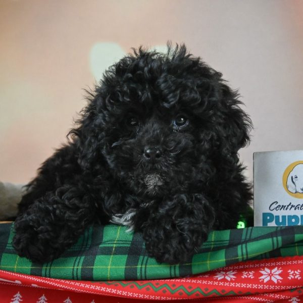 Shihpoo Puppy for Sale