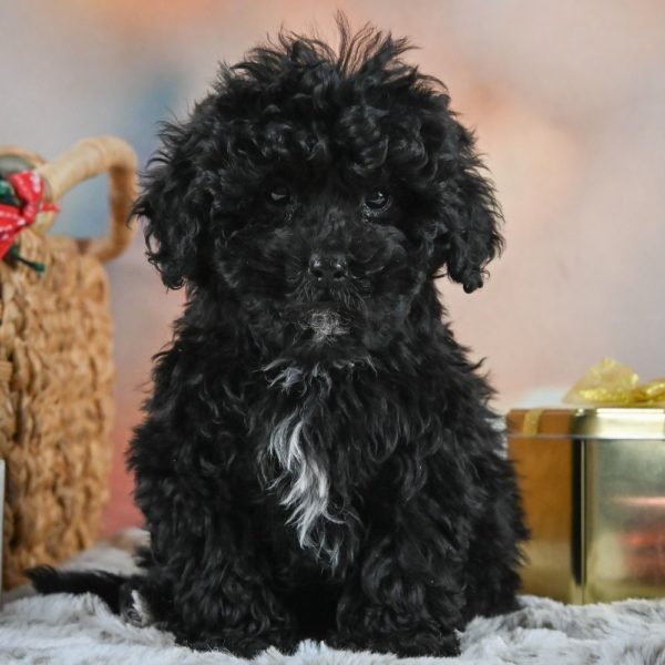 Shihpoo Puppy for Sale