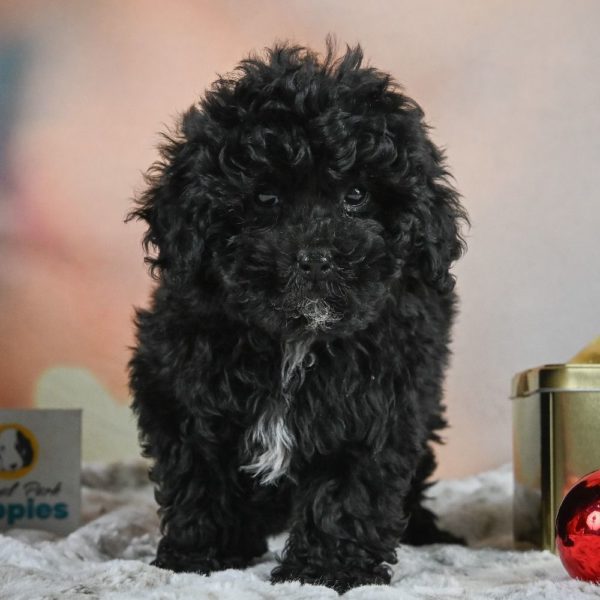 Shihpoo Puppy for Sale