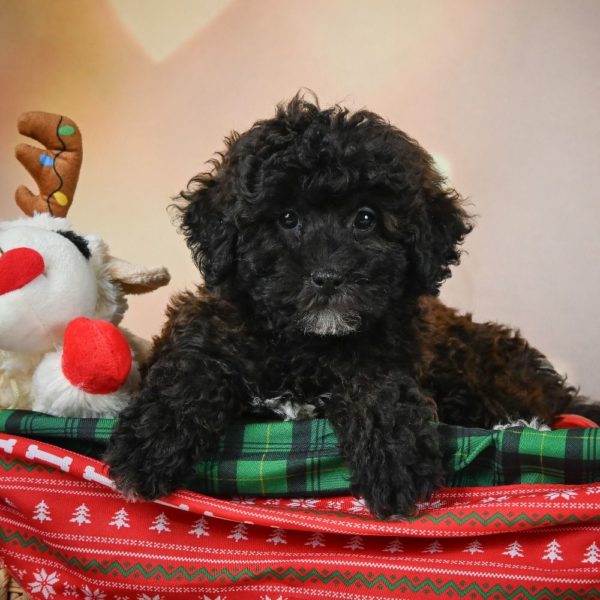 Shihpoo Puppy for Sale