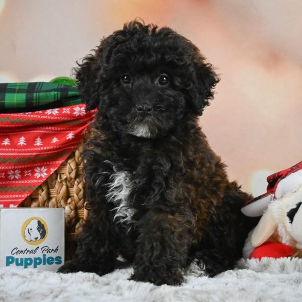 Shihpoo Puppy for Sale