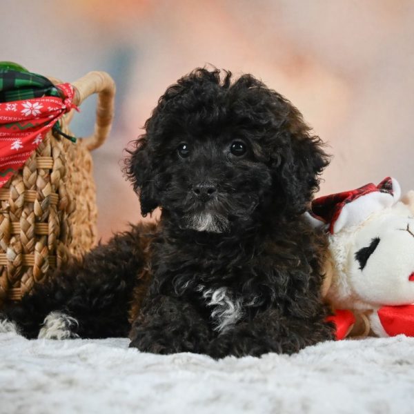 Shihpoo Puppy for Sale