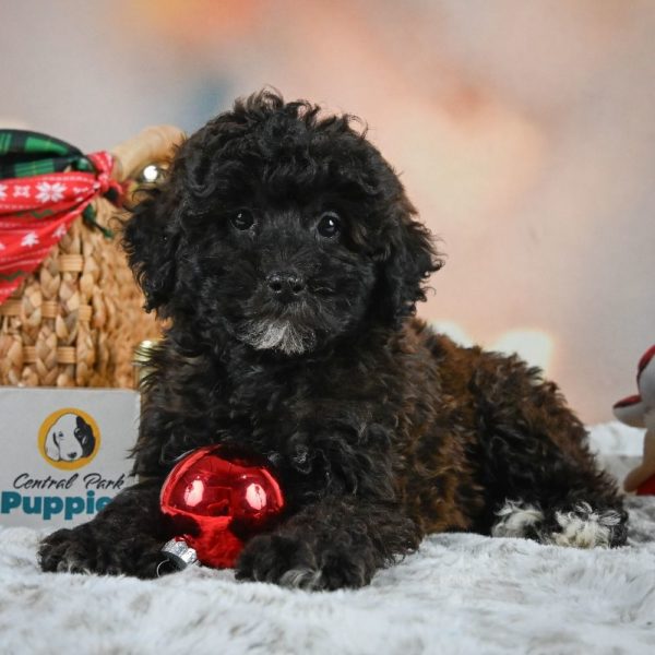 Shihpoo Puppy for Sale