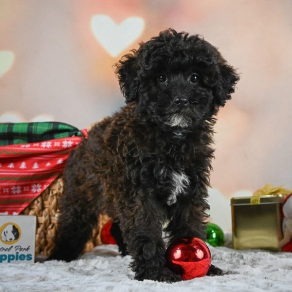 Shihpoo Puppy for Sale