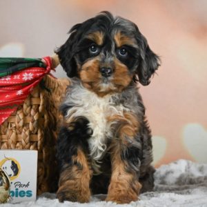 F1 Cockapoo Puppy for Sale