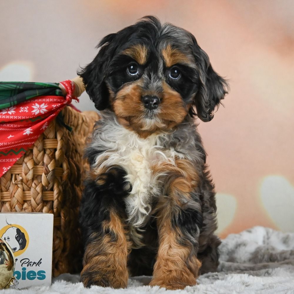 F1 Cockapoo Puppy for Sale in NYC