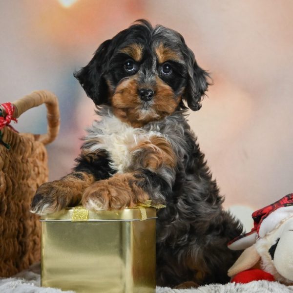 F1 Cockapoo Puppy for Sale