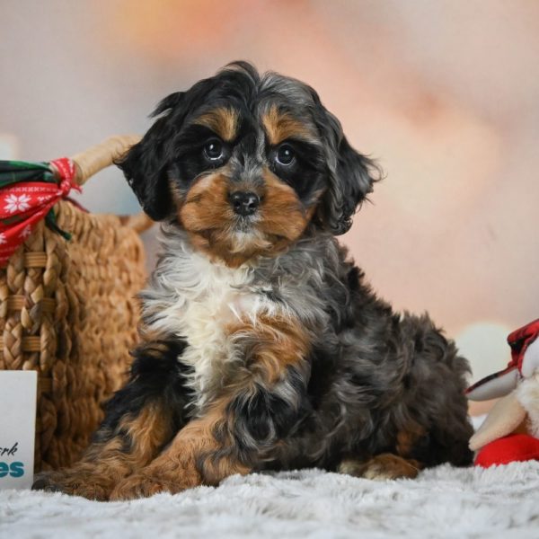 F1 Cockapoo Puppy for Sale