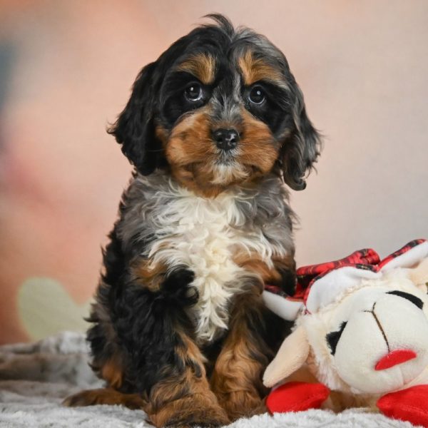 F1 Cockapoo Puppy for Sale