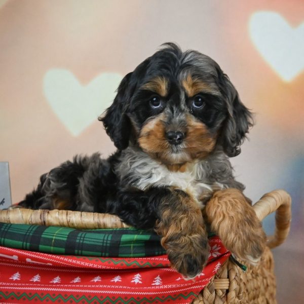 F1 Cockapoo Puppy for Sale