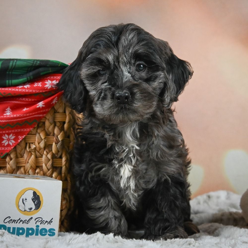 F1 Cockapoo Puppy for Sale in NYC