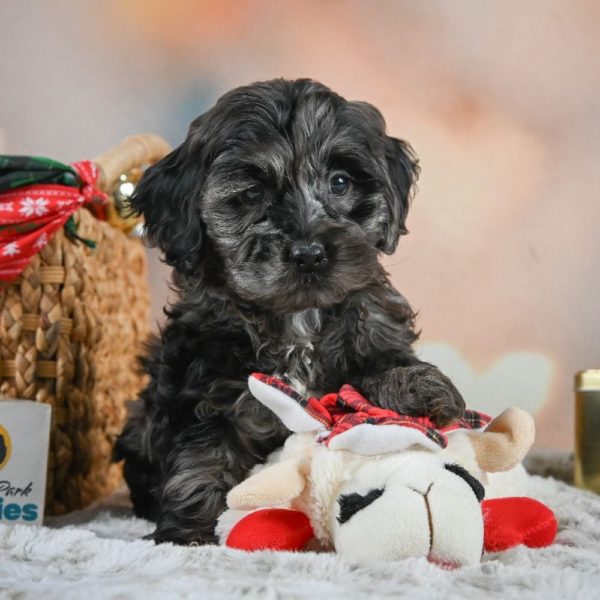 F1 Cockapoo Puppy for Sale