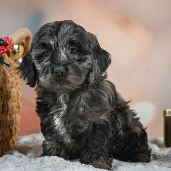 F1 Cockapoo Puppy for Sale