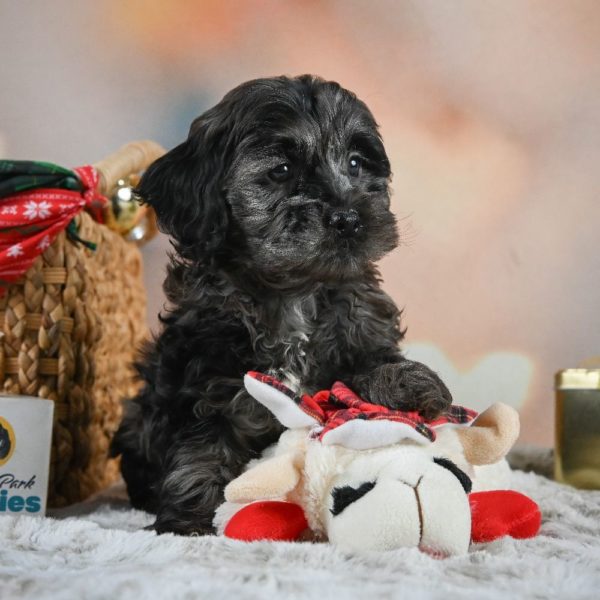 F1 Cockapoo Puppy for Sale