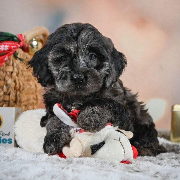 F1 Cockapoo Puppy for Sale