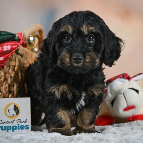 F1 Cockapoo Puppy for Sale