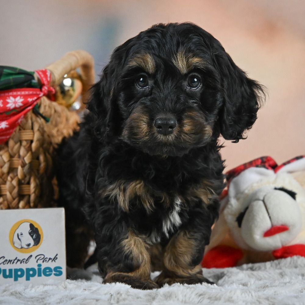 F1 Cockapoo Puppy for Sale in NYC