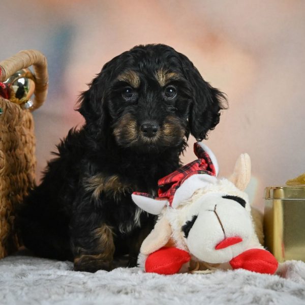 F1 Cockapoo Puppy for Sale