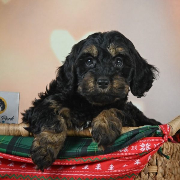 F1 Cockapoo Puppy for Sale