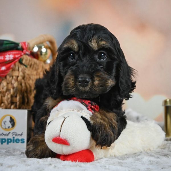 F1 Cockapoo Puppy for Sale