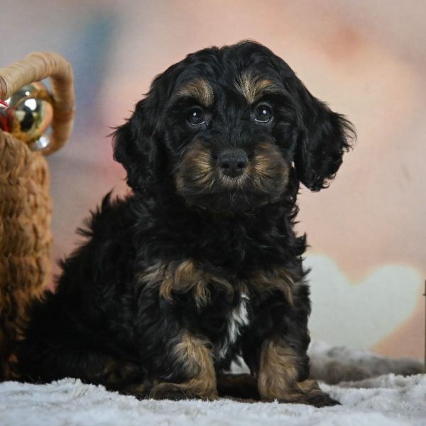 F1 Cockapoo Puppy for Sale