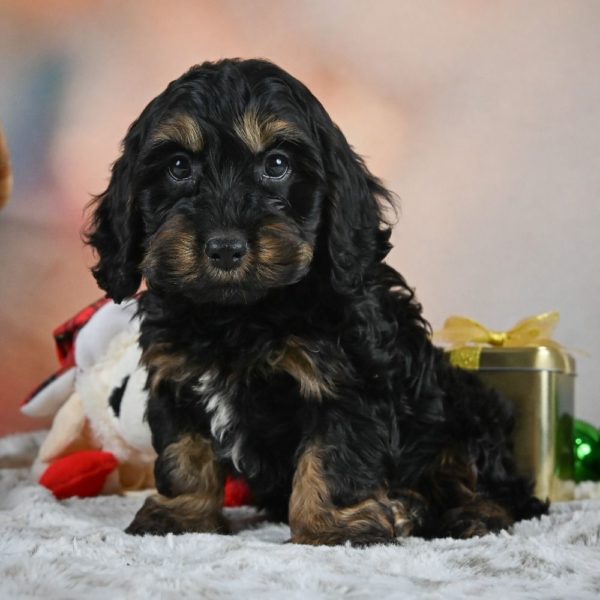 F1 Cockapoo Puppy for Sale