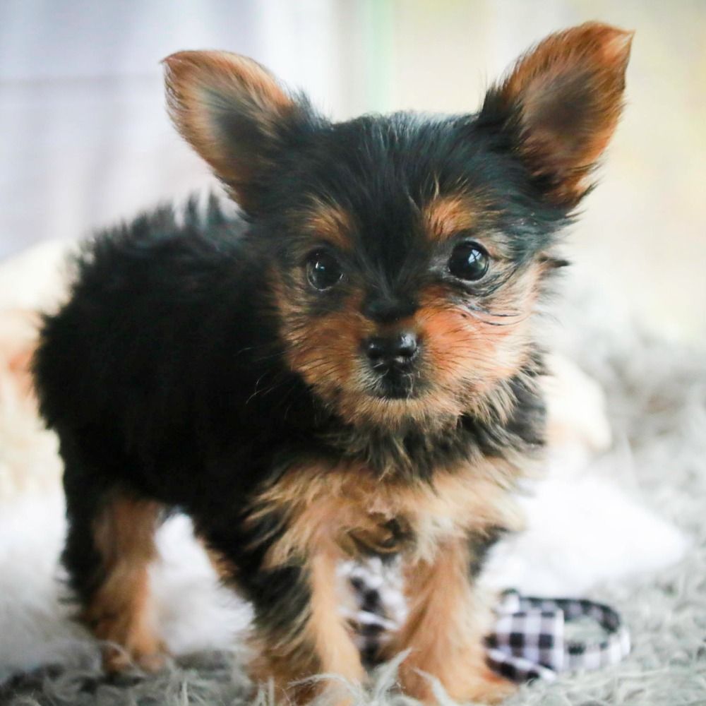 Yorkshire Terrier Puppy for Sale in NYC