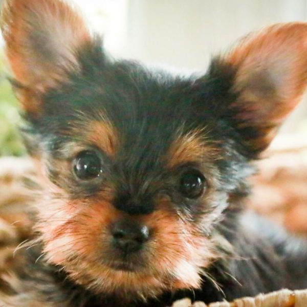 Yorkshire Terrier Puppy for Sale