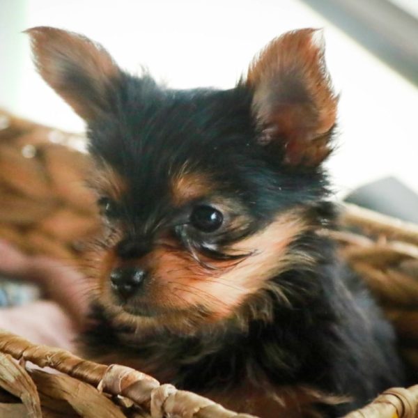 Yorkshire Terrier Puppy for Sale