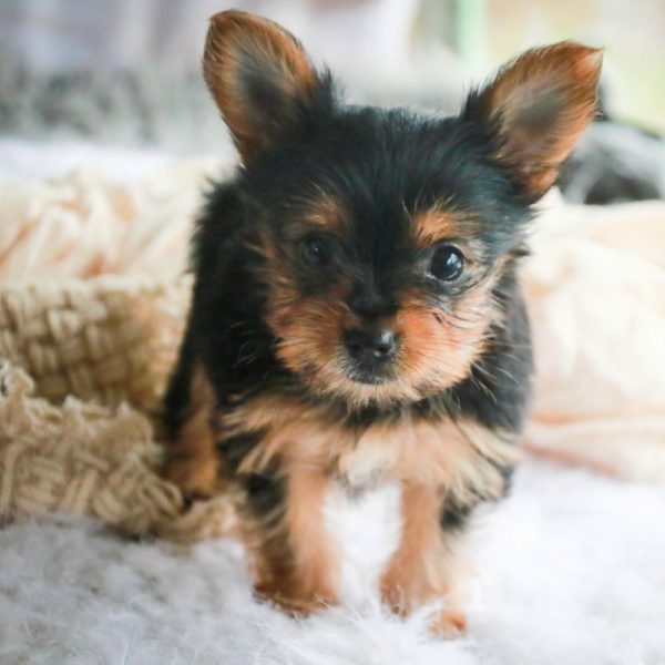 Yorkshire Terrier Puppy for Sale