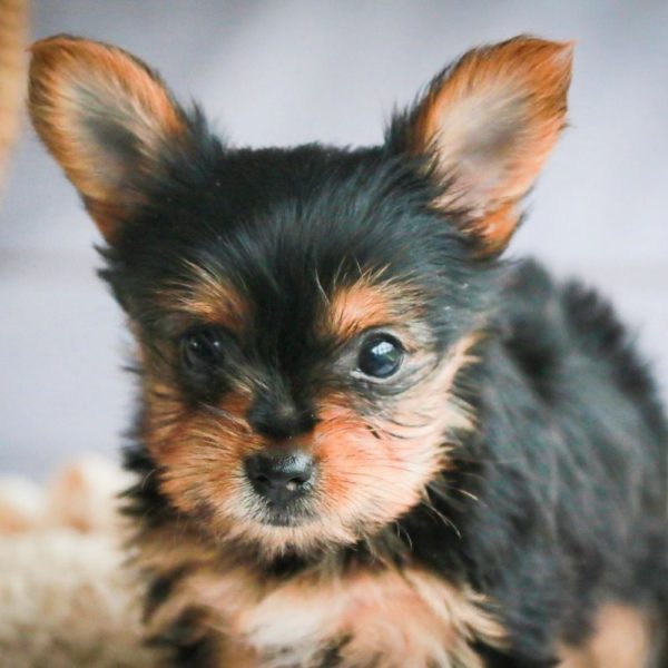 Yorkshire Terrier Puppy for Sale