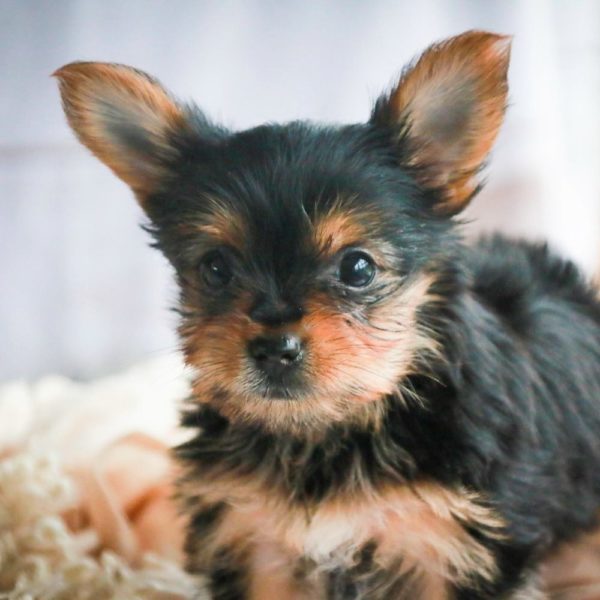 Yorkshire Terrier Puppy for Sale