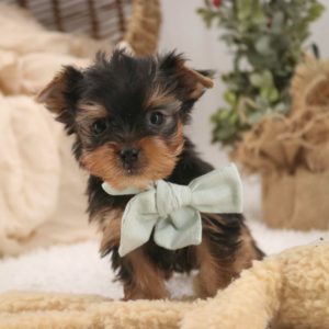 Yorkshire Terrier Puppy for Sale