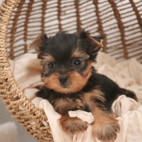 Yorkshire Terrier Puppy for Sale