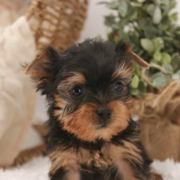 Yorkshire Terrier Puppy for Sale