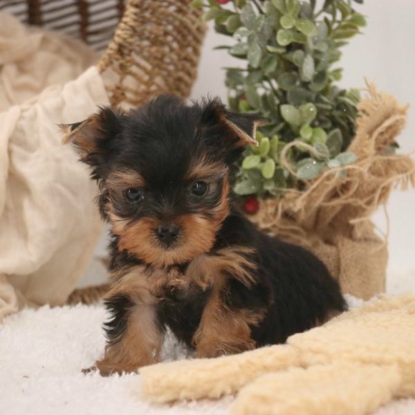 Yorkshire Terrier Puppy for Sale