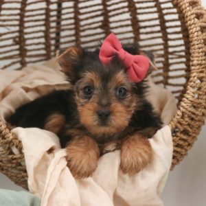 Yorkshire Terrier Puppy for Sale