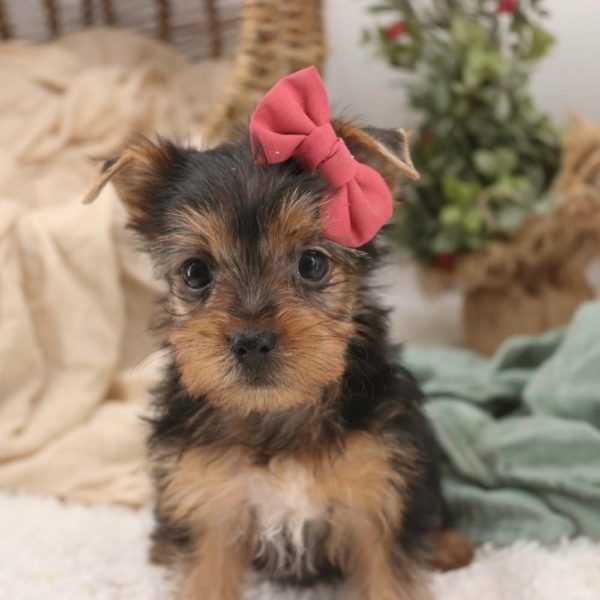 Yorkshire Terrier Puppy for Sale