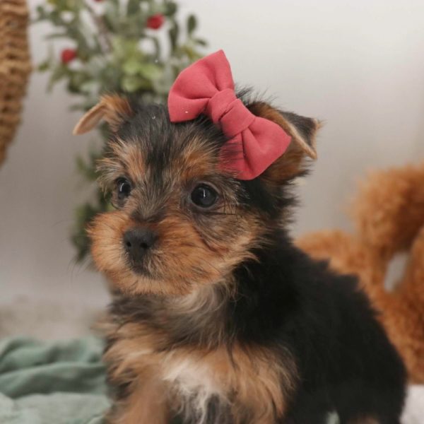 Yorkshire Terrier Puppy for Sale